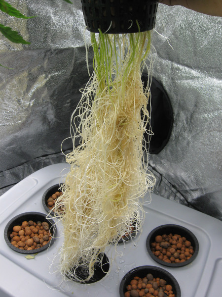 beautiful-roots-dwc-bubbleponics-hydro orchids | www.4hourbodygirl.com