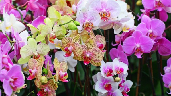 orchids | www.4hourbodygirl.com